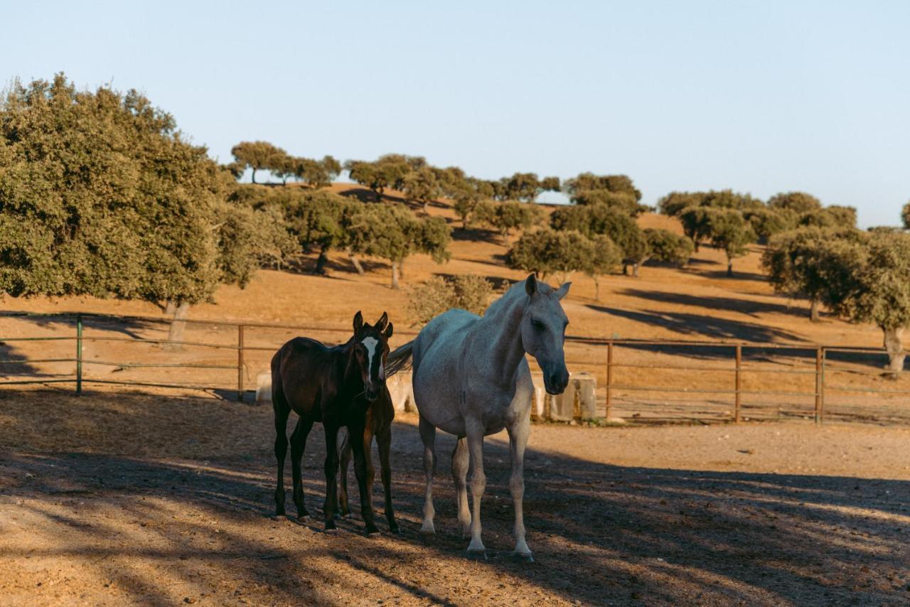 Herdade Da Caniceira Ervedal Exteriér fotografie